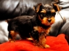 Excellent-tecup-yorkie-puppies-available-for-free-adoption