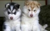 -Very-beautifull-Siberian-husky-PUPPIES-FOR-ADOPTION
