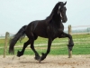 FRIESIAN-HORSE-FOR-SALE