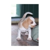 cute-and-adoraable-male-beagle-puppy-for-adoption